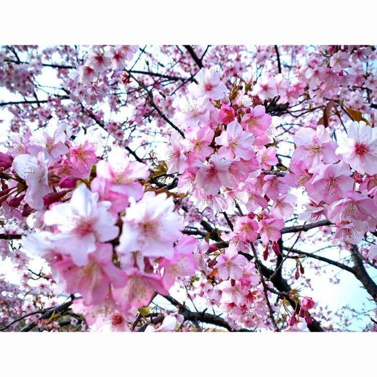 noraさんが投稿したあらしだに関する口コミの画像