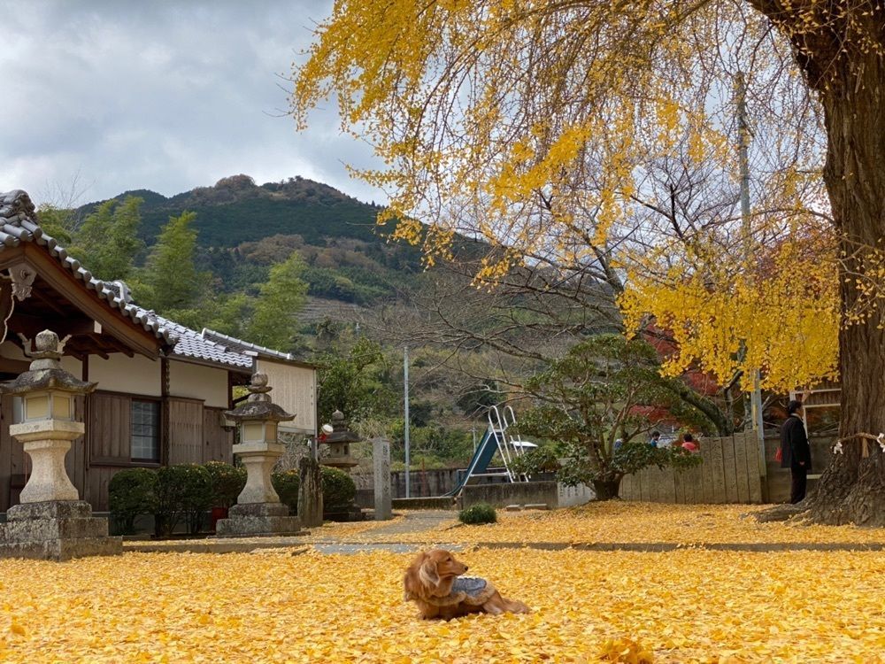 KEN AGENAさんが投稿した鎌八幡宮に関する口コミの画像