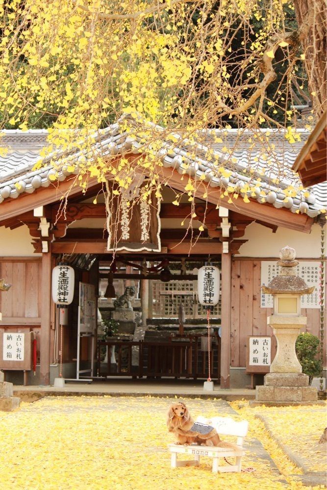 KEN AGENAさんが投稿した鎌八幡宮に関する口コミの画像