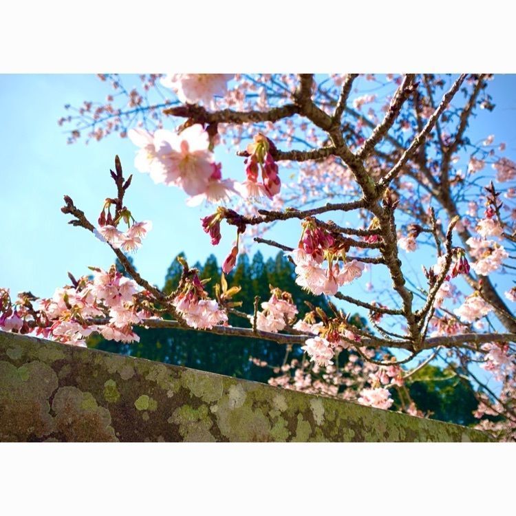 noraさんが投稿した生目神社に関する口コミの画像