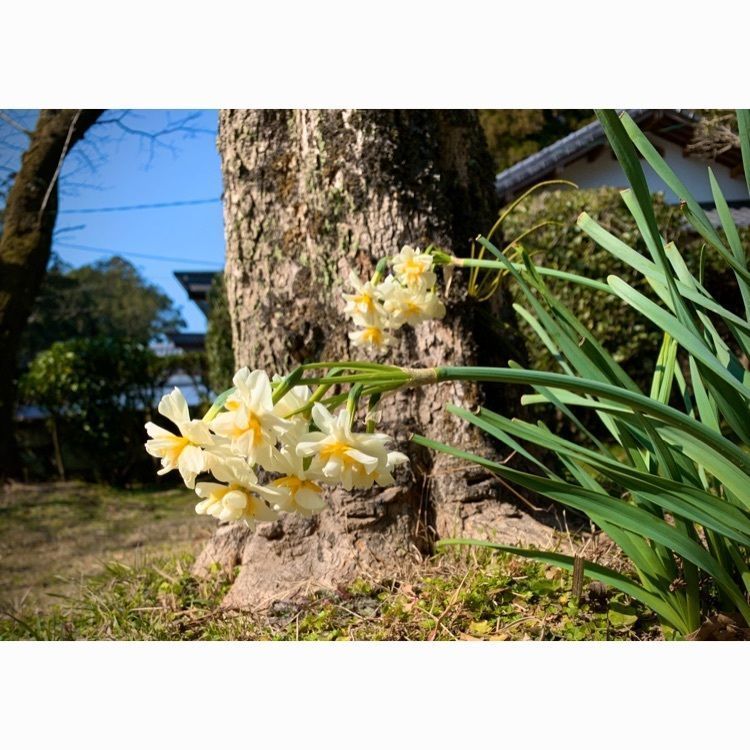 noraさんが投稿した生目神社に関する口コミの画像