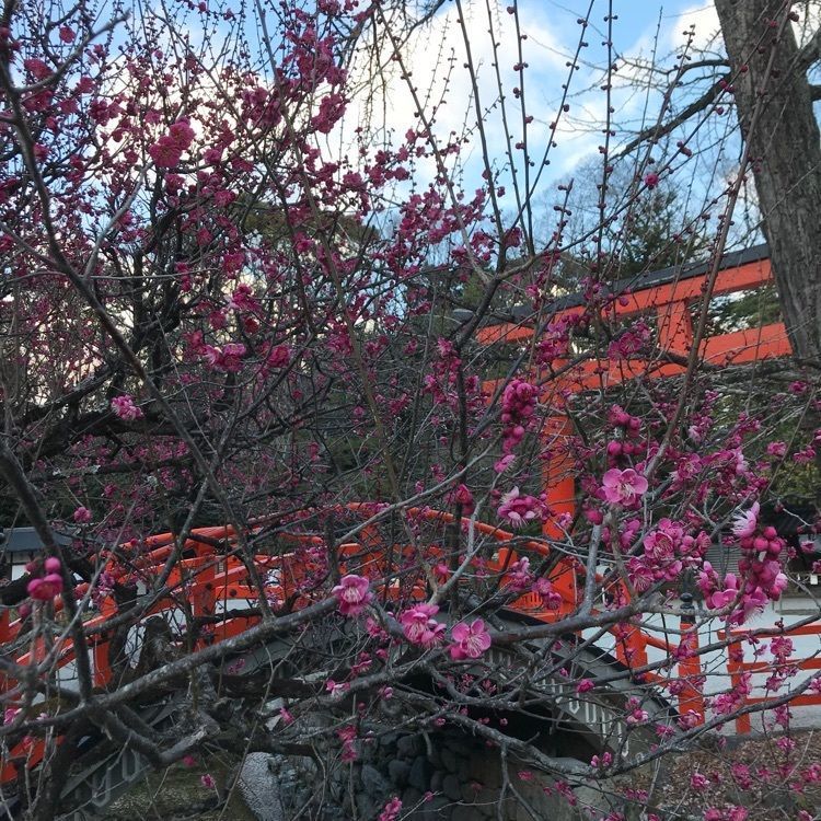 NBR OTさんが投稿した下鴨神社に関する口コミの画像