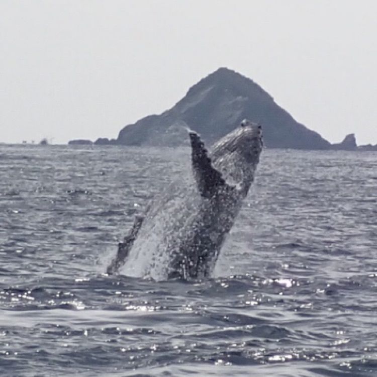 eririnさんが投稿した座間味島周辺遊覧船に関する口コミの画像