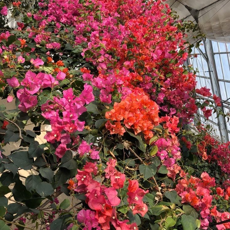 tulipさんが投稿した基山パーキングエリア（上り線）スナックコーナーに関する口コミの画像