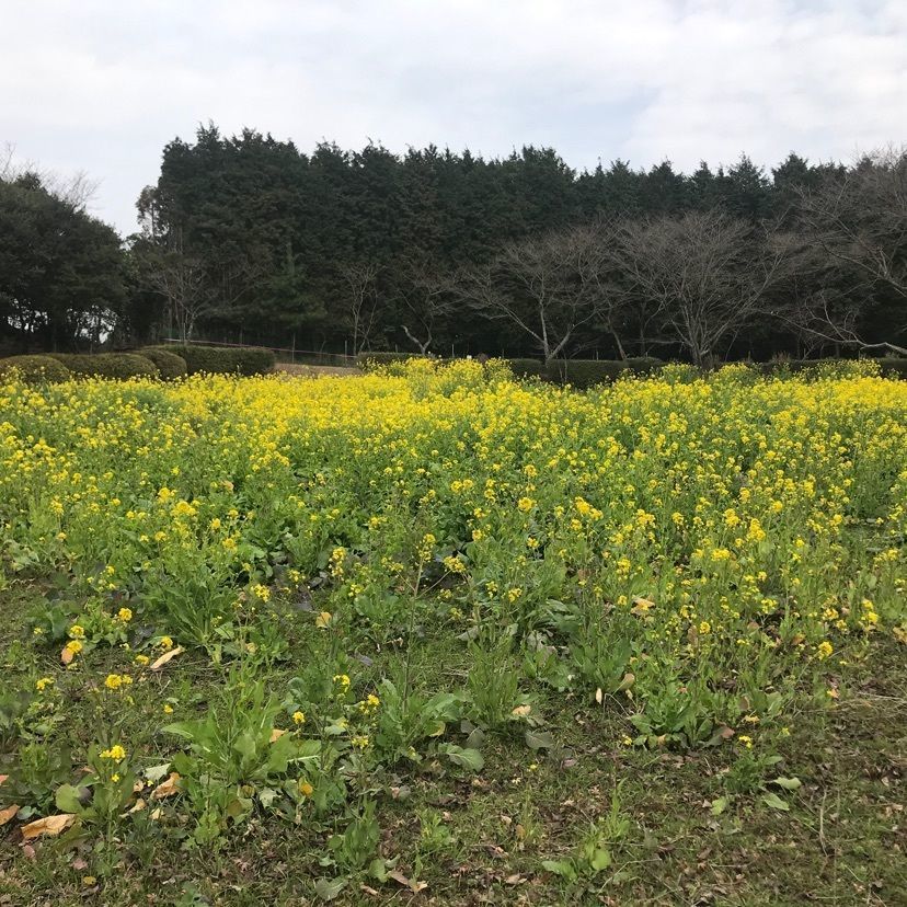 pooh－miffyさんが投稿した中尾山公園に関する口コミの画像