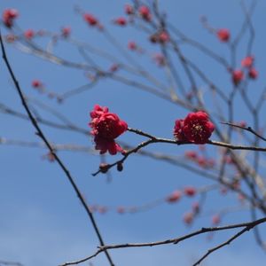 谷保天満宮