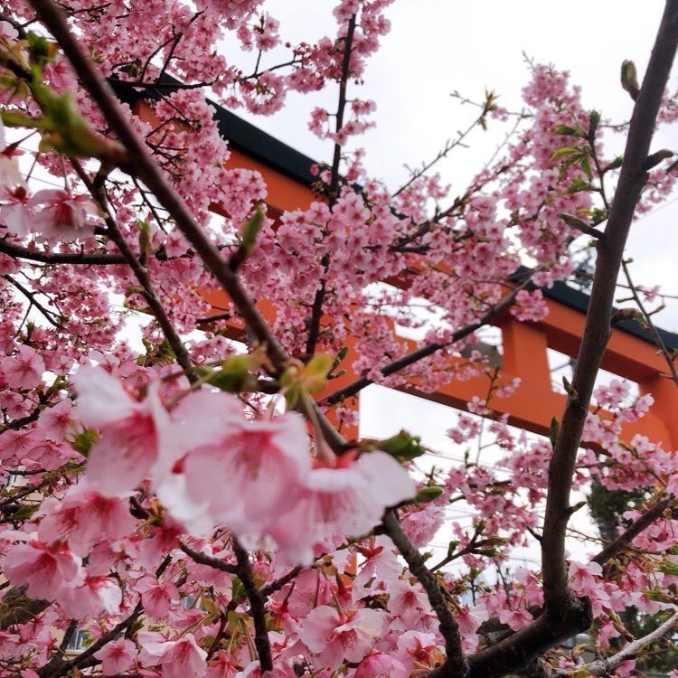 Natsuさんが投稿した五社神社・諏訪神社に関する口コミの画像