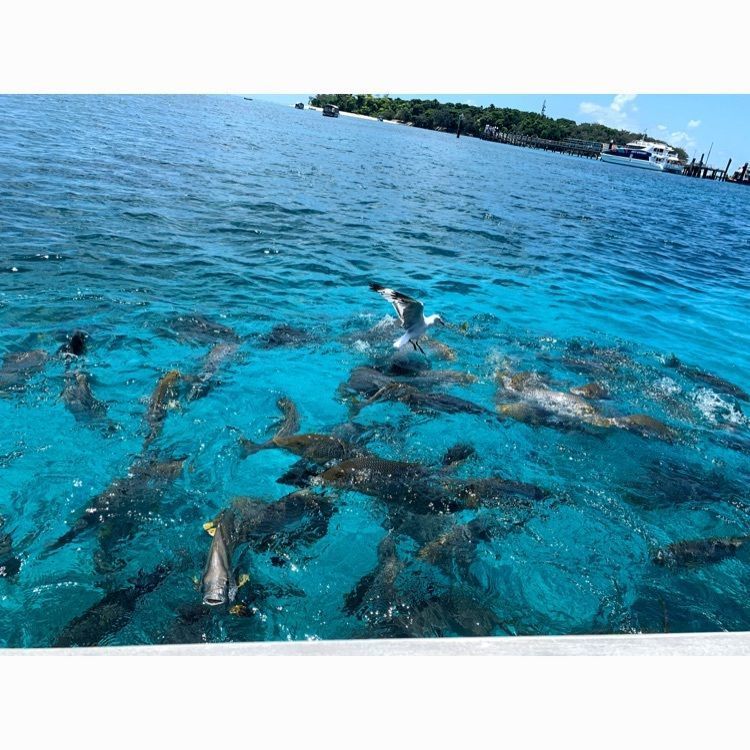 magnet777さんが投稿したグリーン島に関する口コミの画像