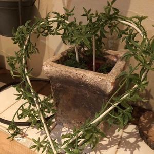 cafe Naif Blanc（カフェ ナフブラン）