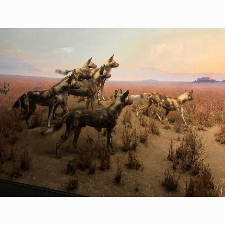 thousandwingsさんが投稿したアメリカ自然史博物館に関する口コミの画像