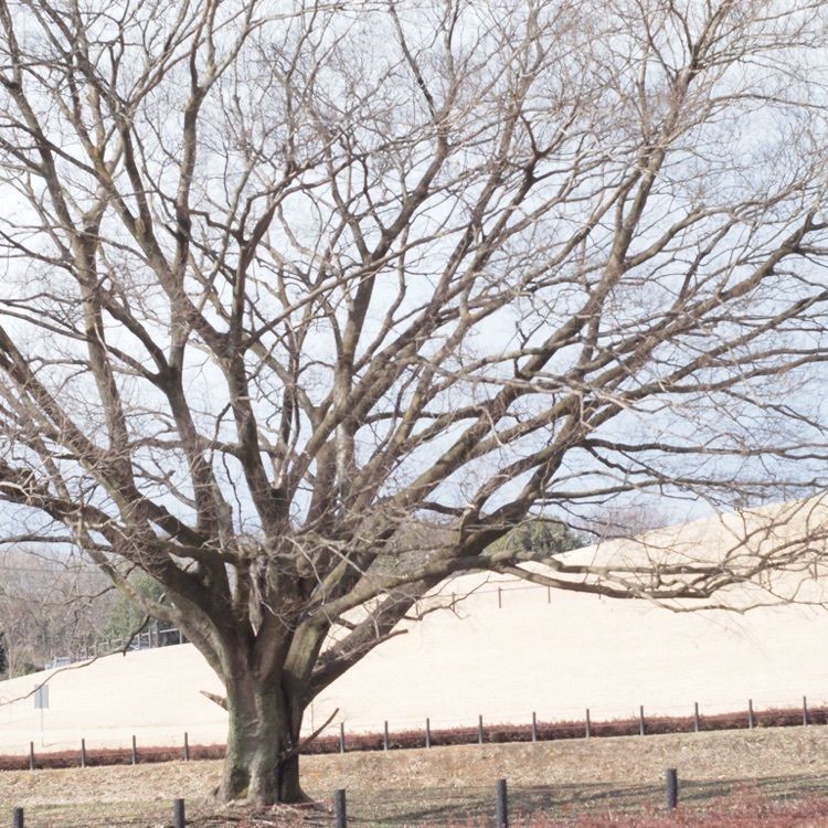 Shoさんが投稿した下野市に関する口コミの画像