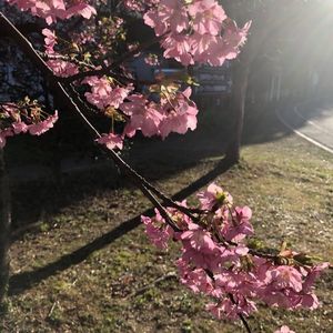 日本平まつり