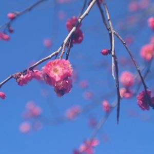 久下田公園