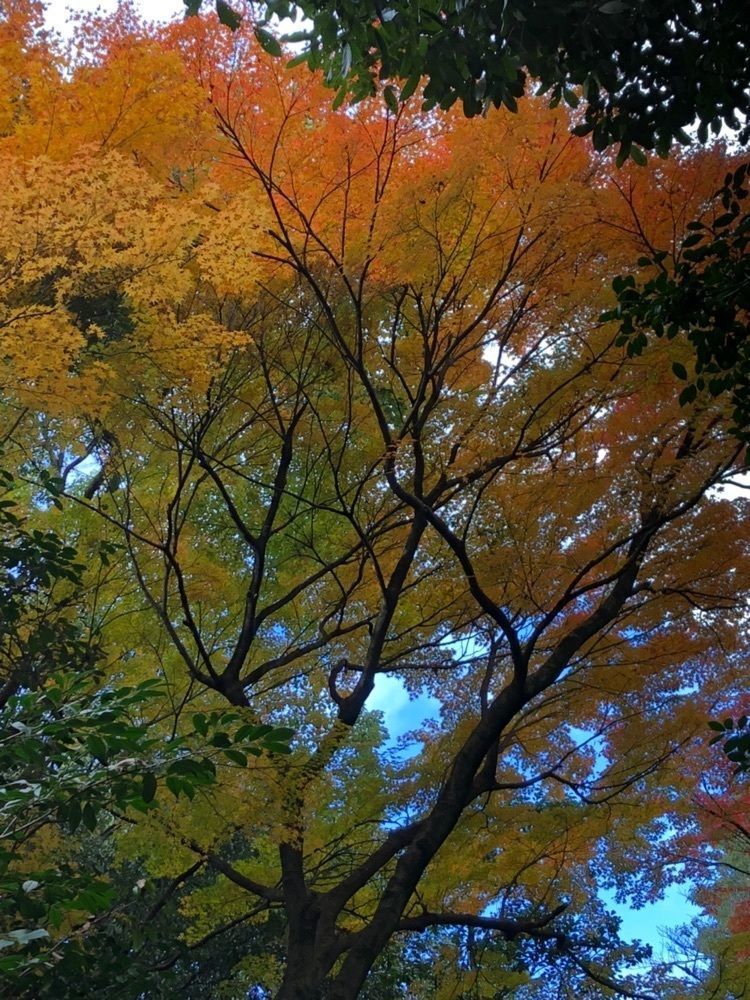 kumachan31さんが投稿した小牧山に関する口コミの画像