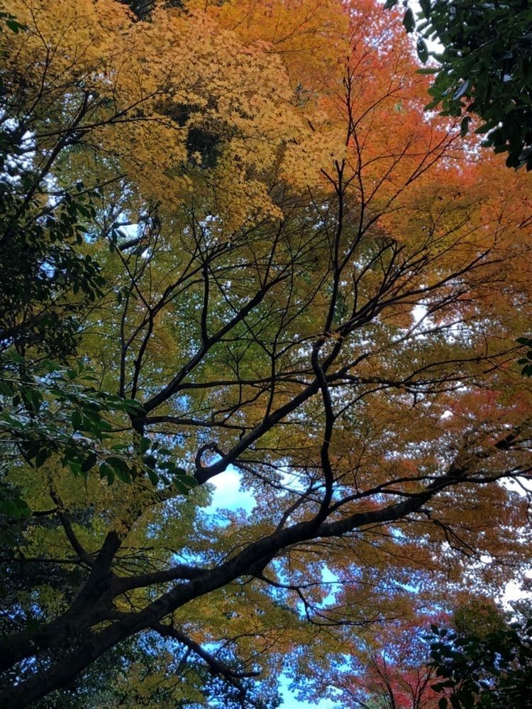 kumachan31さんが投稿した小牧山に関する口コミの画像