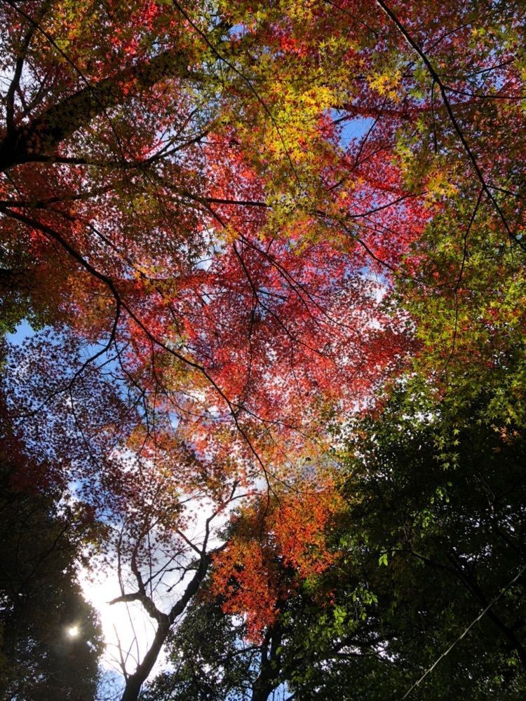 kumachan31さんが投稿した小牧山に関する口コミの画像