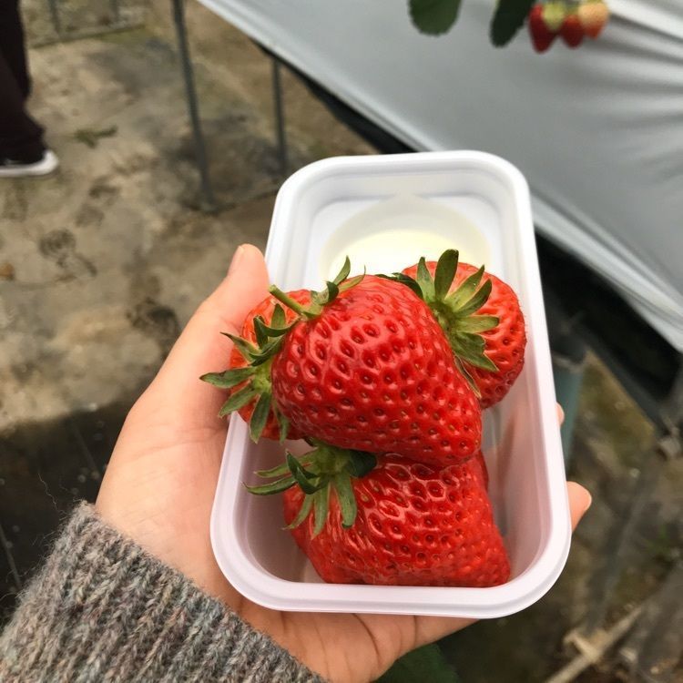 べべさんが投稿したお陽様農園に関する口コミの画像