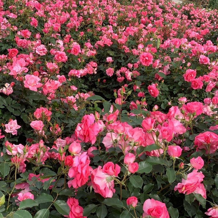 special_garden_37a5さんが投稿した鹿屋市に関する口コミの画像