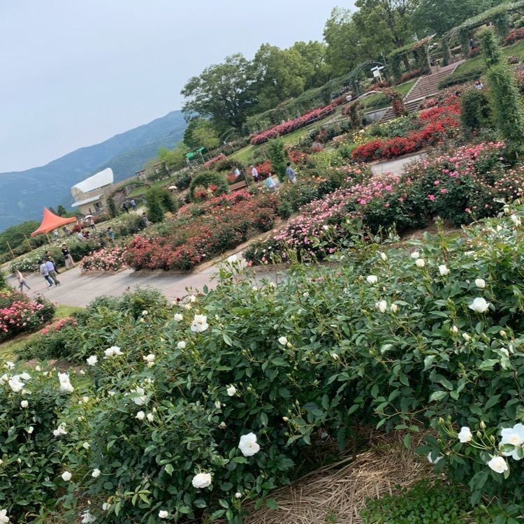 special_garden_37a5さんが投稿した鹿屋市に関する口コミの画像