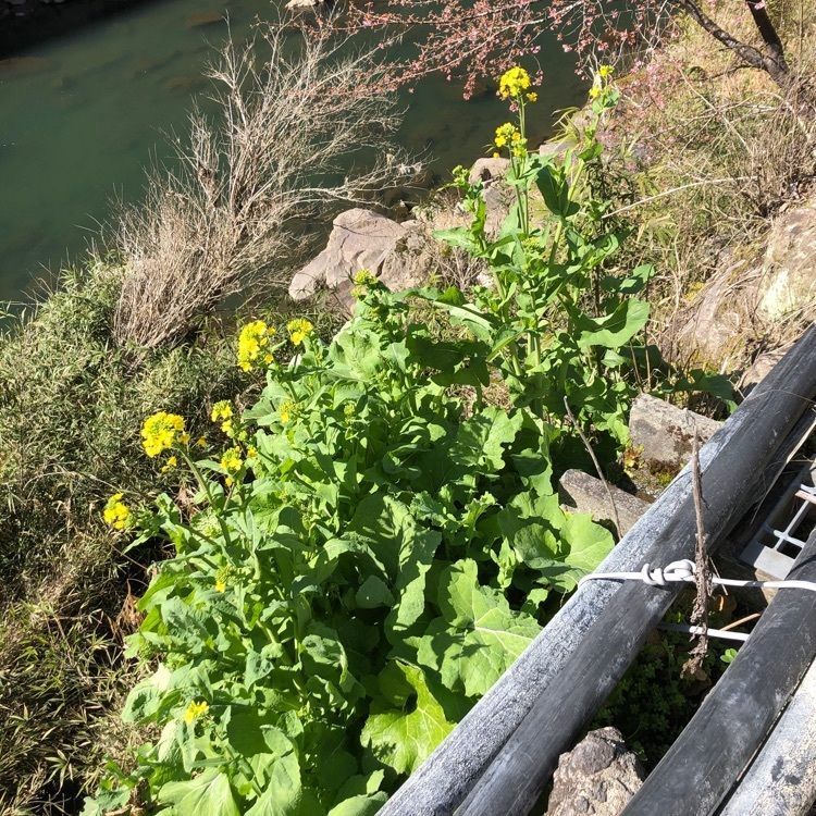 rural_village_e4eaさんが投稿した杖立温泉旅館組合に関する口コミの画像