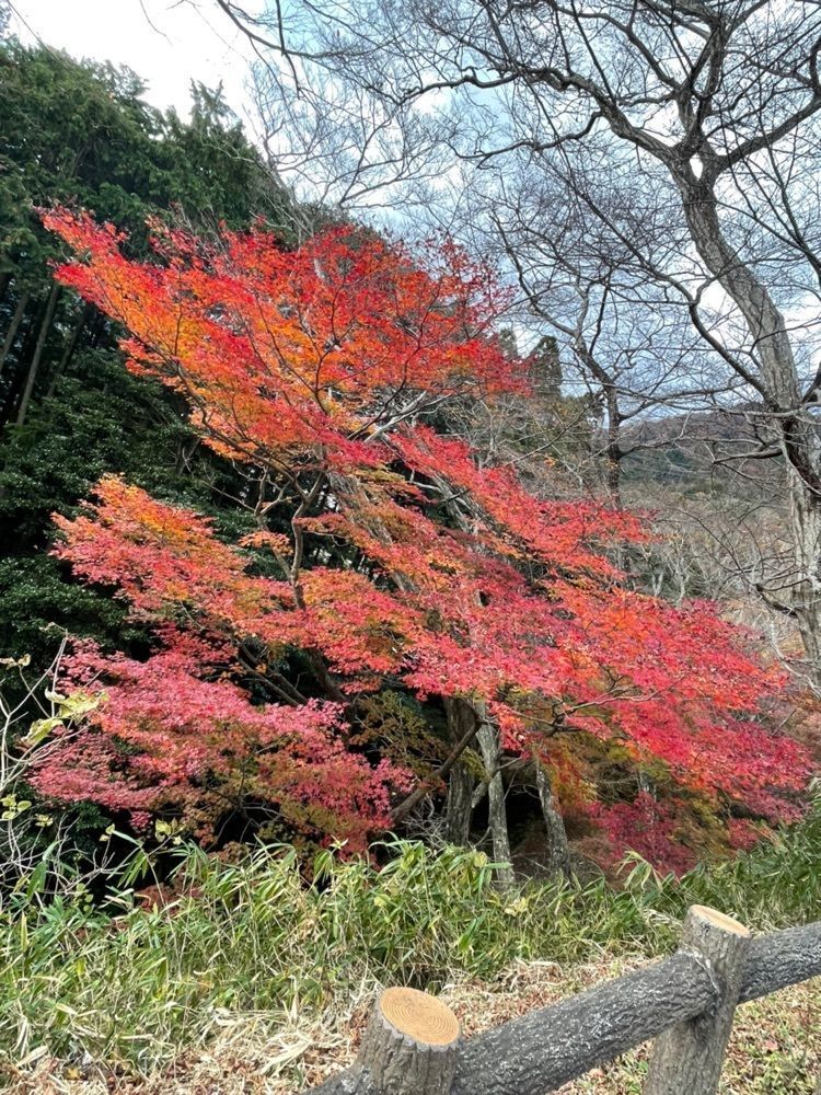 み～さんが投稿した水沢もみじ谷に関する口コミの画像