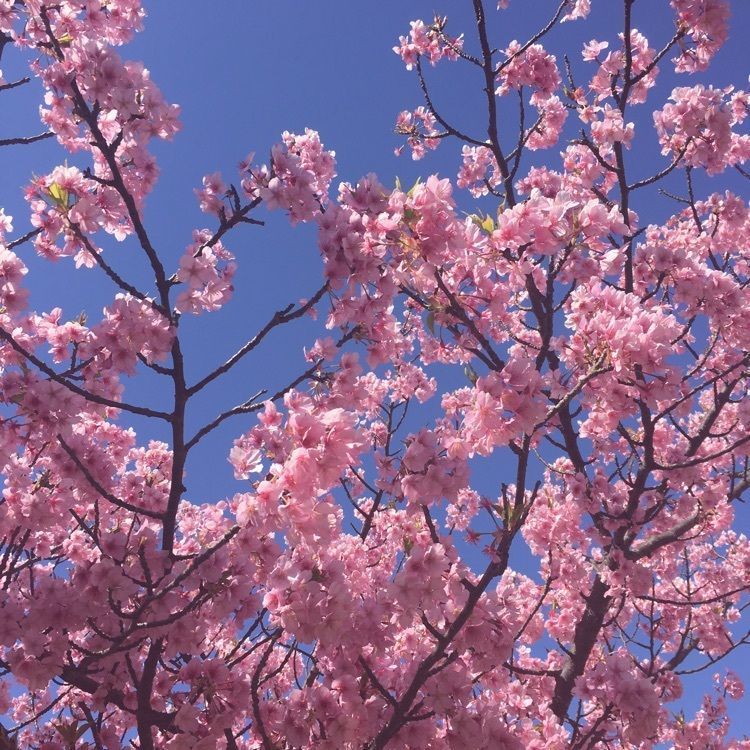こまささんが投稿した小松ケ池に関する口コミの画像