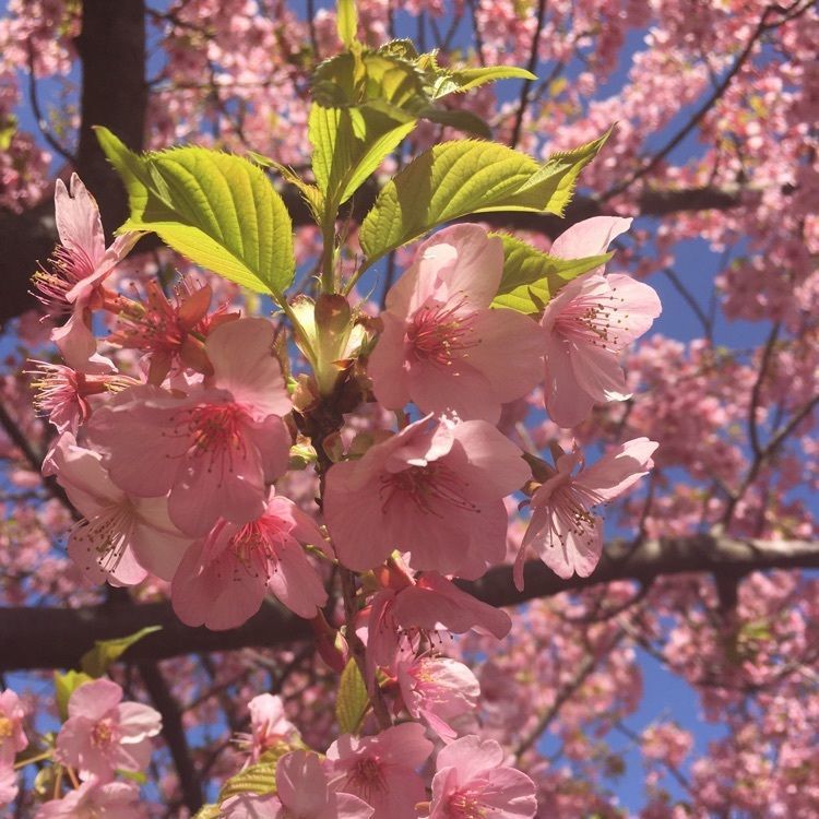 こまささんが投稿した小松ケ池に関する口コミの画像
