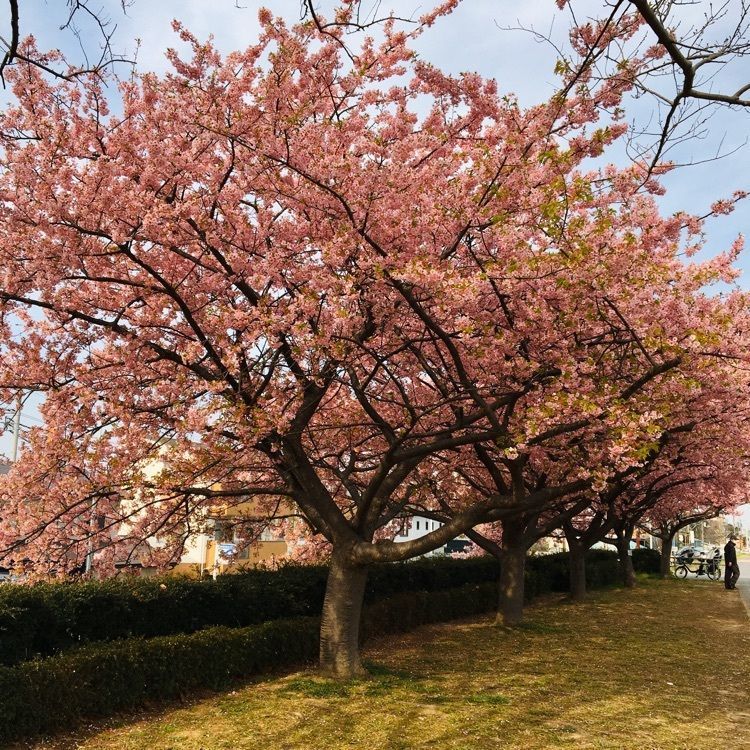 TeraKさんが投稿した多摩川の散歩道に関する口コミの画像