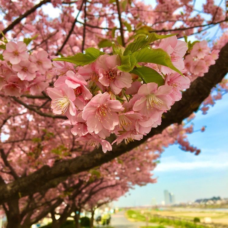 TeraKさんが投稿した多摩川の散歩道に関する口コミの画像