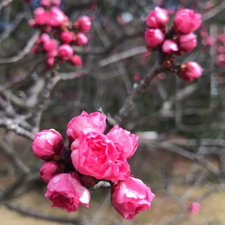 eririnさんが投稿した亀城公園（愛知県刈谷市）に関する口コミの画像