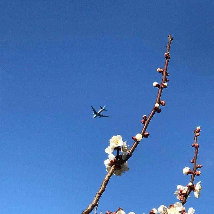 キングチェリーさんが投稿した満汐梅林に関する口コミの画像