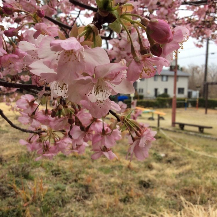 hiroさんが投稿した萬葉公園に関する口コミの画像
