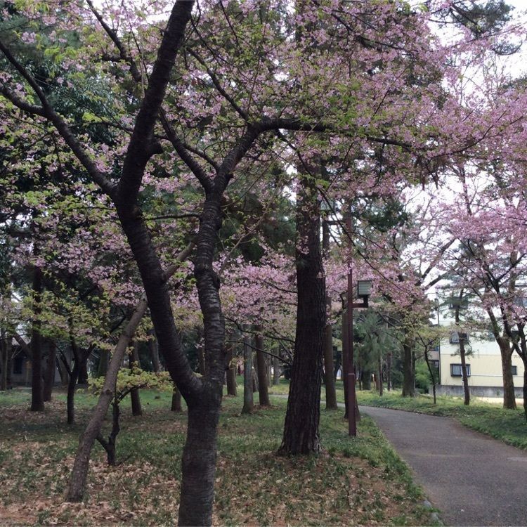 hiroさんが投稿した萬葉公園に関する口コミの画像