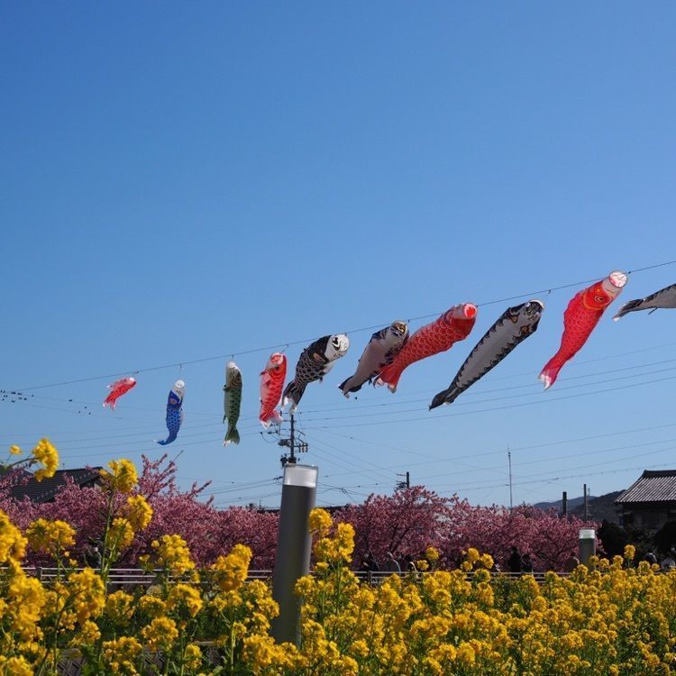 なおなおさんが投稿した田原祭りに関する口コミの画像