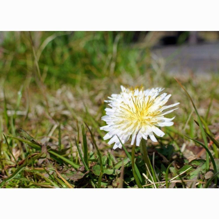 花❁⃘華  さんが投稿した水満田古墳公園に関する口コミの画像