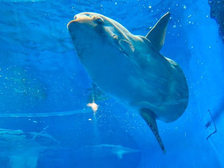 sugiharuさんが投稿した飯岡屋水産 アクアワールド茨城県大洗水族館店に関する口コミの画像