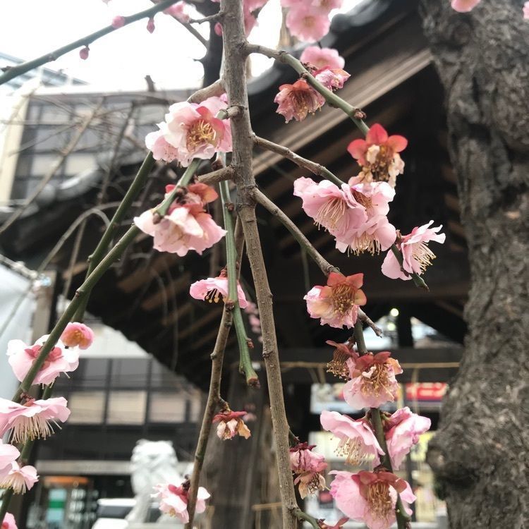 augustriver12さんが投稿した柏神社に関する口コミの画像