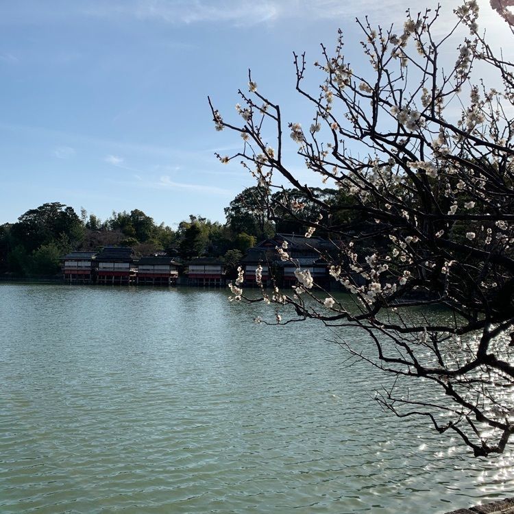 blossom&C7の画像