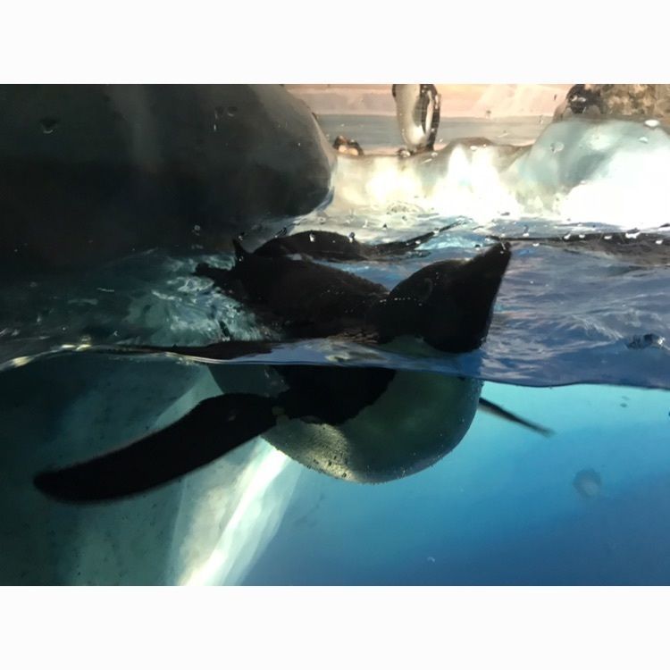 #名古屋港水族館 #ペンギン #可愛い