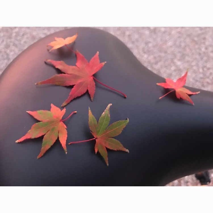 #紅葉