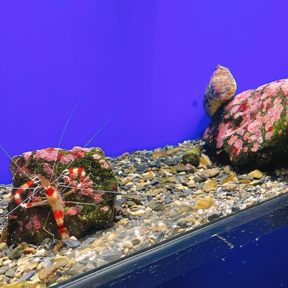 Danjouさんが投稿した足摺海洋館に関する口コミの画像
