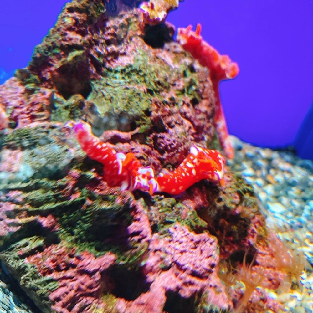 Danjouさんが投稿した足摺海洋館に関する口コミの画像