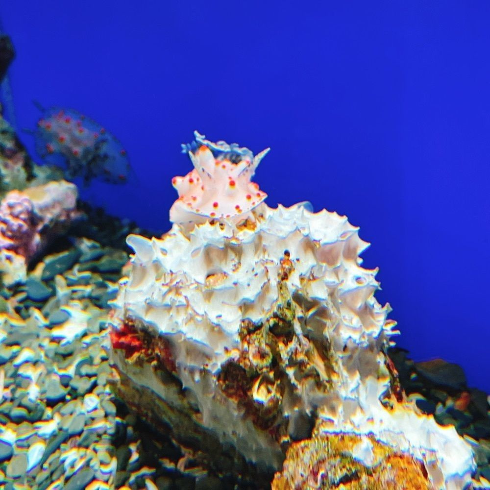 Danjouさんが投稿した足摺海洋館に関する口コミの画像