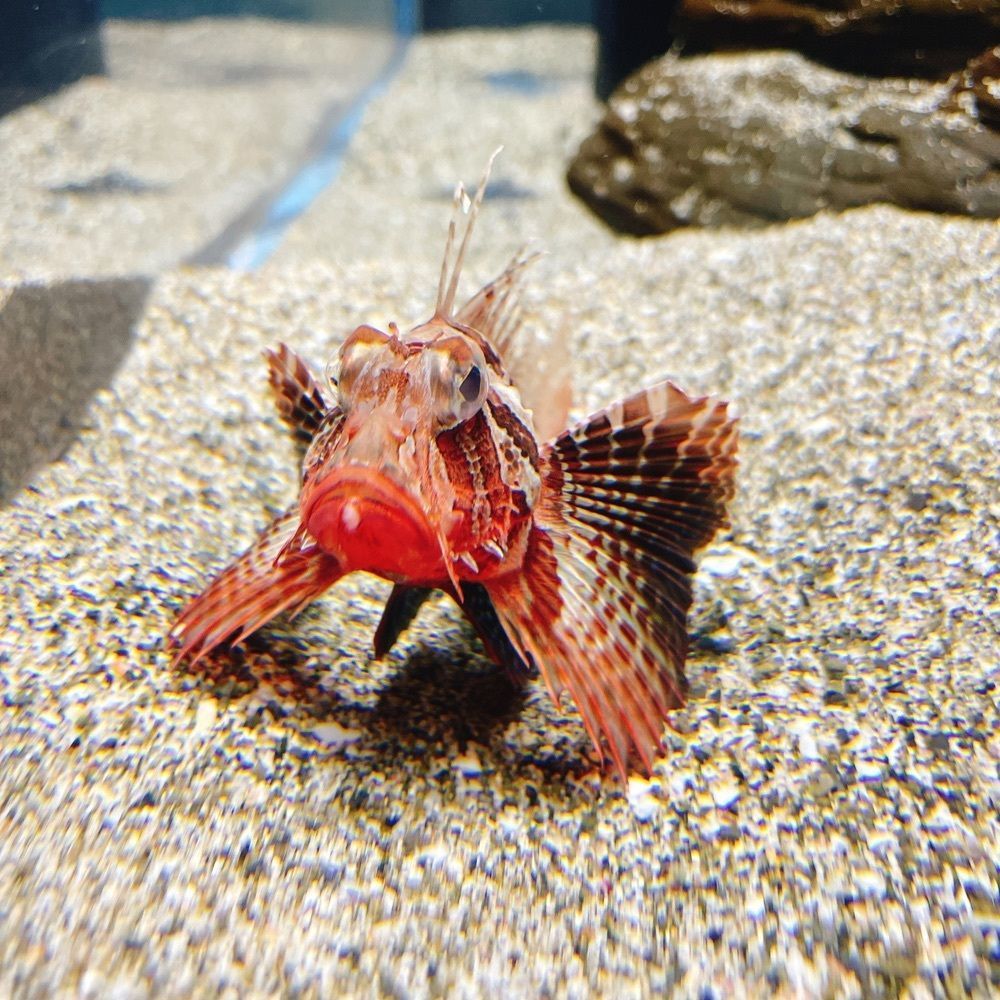 Danjouさんが投稿した足摺海洋館に関する口コミの画像