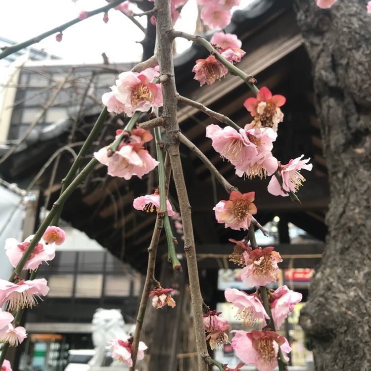 ココニャン_ver.2さんが投稿した柏神社に関する口コミの画像