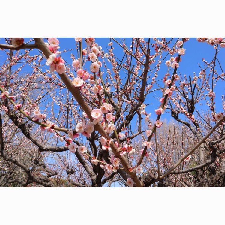 mt0130さんが投稿した梅林寺に関する口コミの画像
