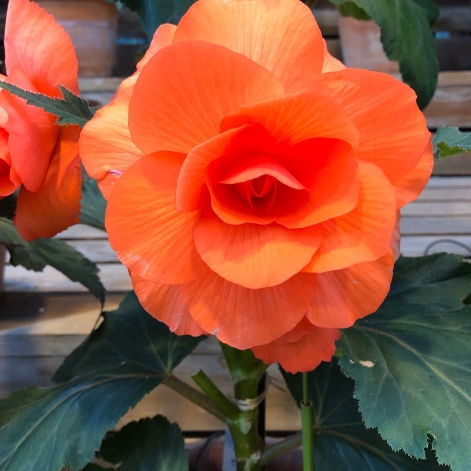 キミちゃんさんが投稿した画像の画像