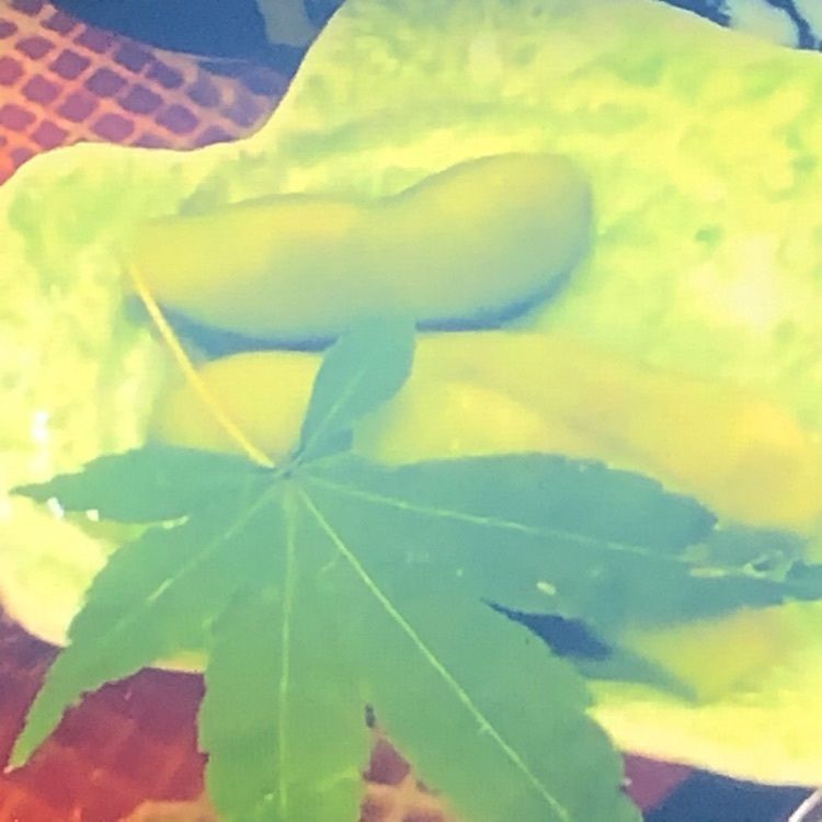 hoshiの画像