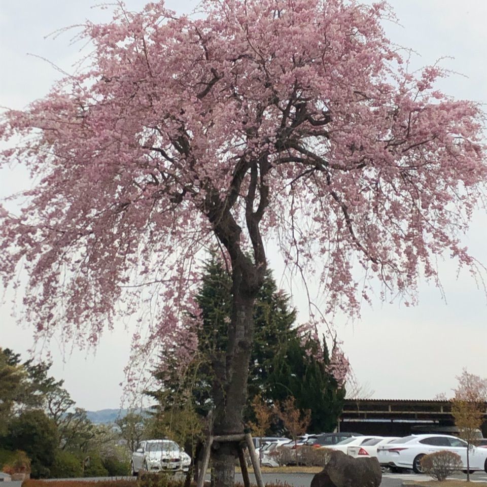 キミちゃんさんが投稿した画像の画像