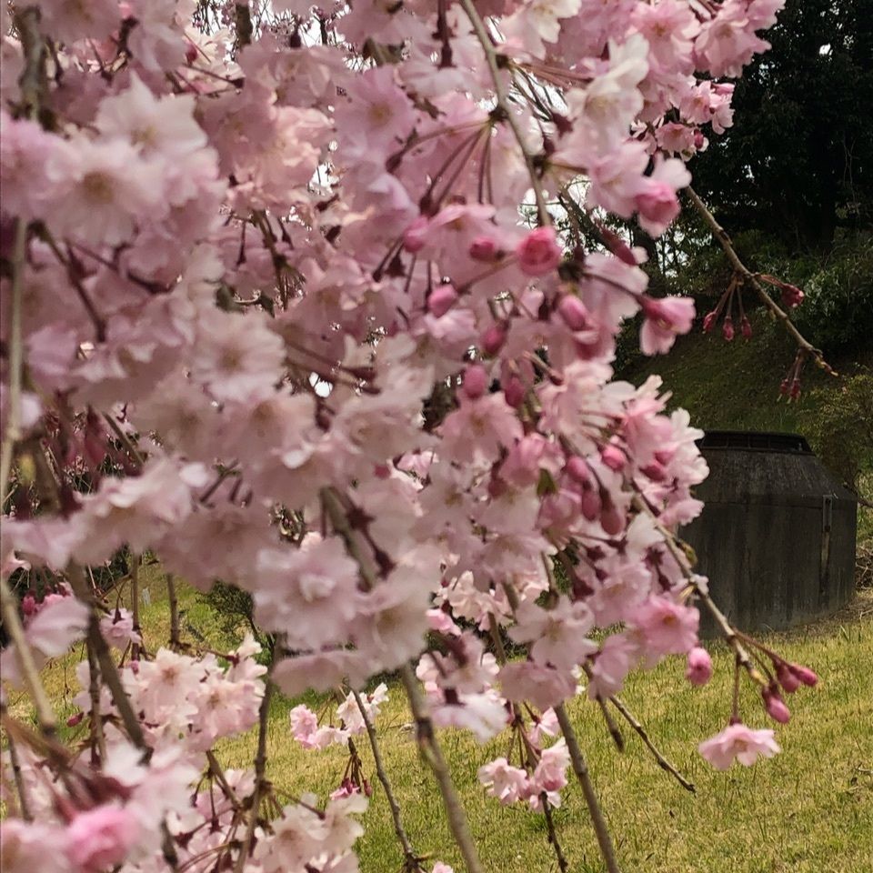 キミちゃんさんが投稿した画像の画像